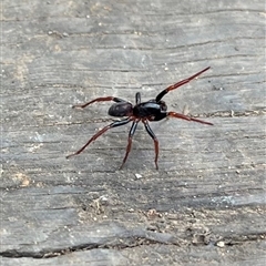 Unverified Spider at Cotter River, ACT - Today by sduus
