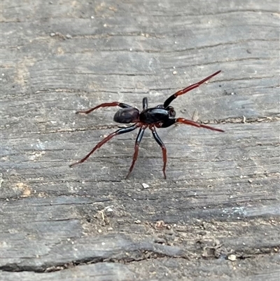 Unverified Spider at Cotter River, ACT - Today by sduus