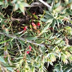 Styphelia humifusum (Cranberry Heath) at O'Malley, ACT - Today by Mike