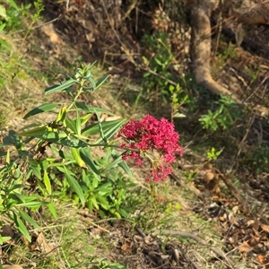 Centranthus ruber at O'Malley, ACT - Today by Mike