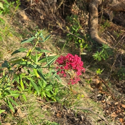 Centranthus ruber (Red Valerian, Kiss-me-quick, Jupiter's Beard) at O'Malley, ACT - Today by Mike