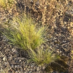 Nassella trichotoma at O'Malley, ACT - Today by Mike