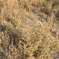 Dittrichia graveolens at O'Malley, ACT - Today by Mike