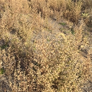 Dittrichia graveolens at O'Malley, ACT - Today by Mike