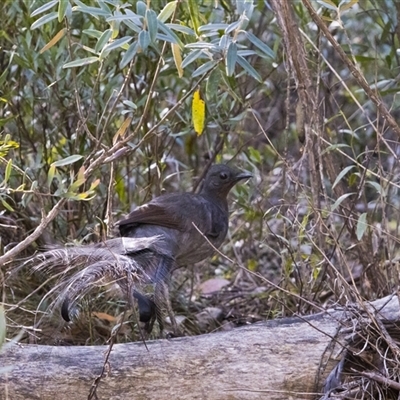 Menura novaehollandiae at Tharwa, ACT - Today by PeteRav