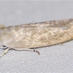 Cryptophasa (genus) (A Gelechioid moth (Xyloryctidae) at Urraween, QLD - 26 Oct 2009 by PJH123