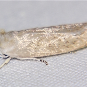 Unverified Curved-horn moth (all Gelechioidea except Oecophoridae) by PJH123