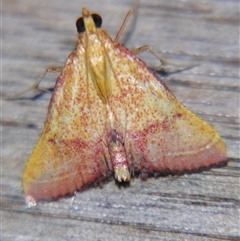 Endotricha pyrosalis (A Pyralid moth (Endotrichinae) at Urraween, QLD - 26 Oct 2009 by PJH123