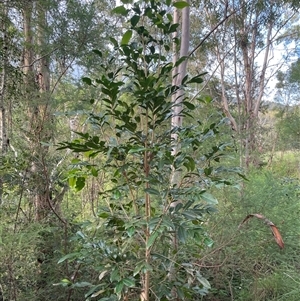 Unverified Other Shrub at Bowman, NSW - Today by FortyWallabies