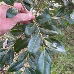 Glochidion ferdinandi at Bowman, NSW - 5 May 2025 04:32 PM