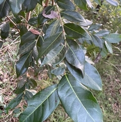 Glochidion ferdinandi at Bowman, NSW - 5 May 2025 04:32 PM