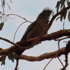Callocephalon fimbriatum at Aranda, ACT - Today by lbradley