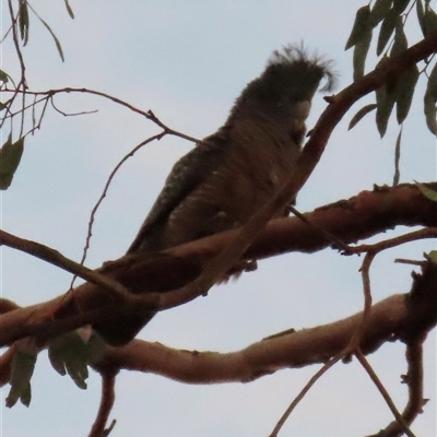 Callocephalon fimbriatum at Aranda, ACT - Today by lbradley