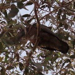 Callocephalon fimbriatum at Aranda, ACT - Today by lbradley