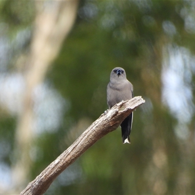 Artamus cyanopterus at Kambah, ACT - Today by LineMarie