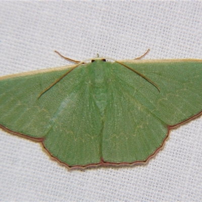 Prasinocyma semicrocea (Common Gum Emerald moth) at Urraween, QLD - 26 Oct 2009 by PJH123