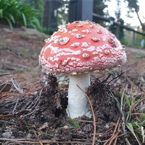 Amanita muscaria at Penrose, NSW - Yesterday by Aussiegall
