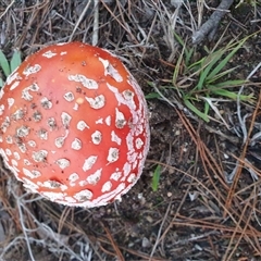 Amanita muscaria at Penrose, NSW - 4 May 2025 05:08 PM