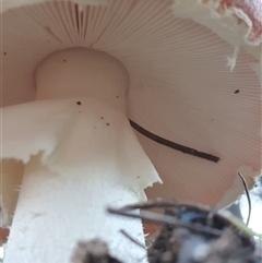 Amanita muscaria at Penrose, NSW - 4 May 2025 05:08 PM