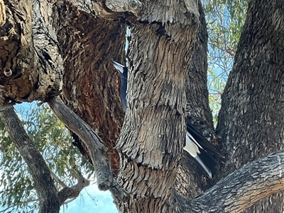 Gymnorhina tibicen (Australian Magpie) at Aranda, ACT - 5 May 2025 by Jennybach