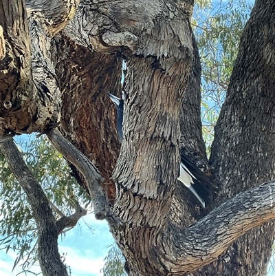 Gymnorhina tibicen at Aranda, ACT - Today by Jennybach