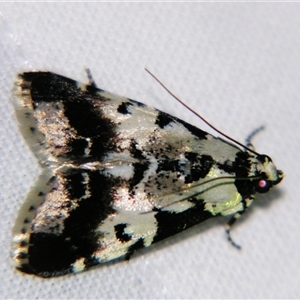 Orthaga seminivea at Urraween, QLD - suppressed