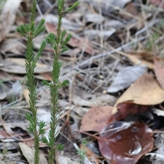 Micromyrtus ciliata at Beechworth, VIC - 21 Apr 2025 by KylieWaldon