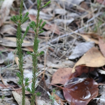 Micromyrtus ciliata at Beechworth, VIC - 21 Apr 2025 by KylieWaldon