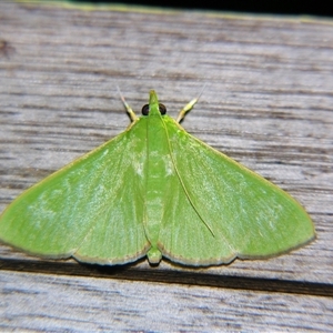 Parotis marginata by PJH123