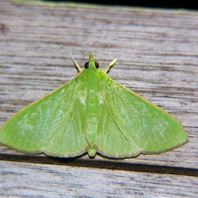 Parotis marginata (A Crambid moth (Spilomelinae) at Urraween, QLD by PJH123