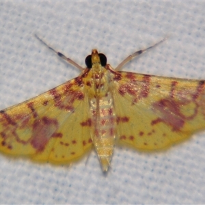 Conogethes haemactalis (Spilomelinae) by PJH123