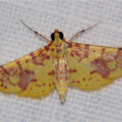 Conogethes haemactalis (A Crambid moth (Spilomelinae) at Urraween, QLD - 26 Oct 2009 by PJH123