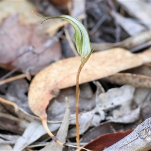 Diplodium ampliatum by KylieWaldon