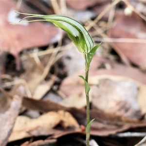 Diplodium ampliatum by KylieWaldon