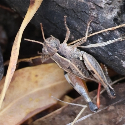 Unverified Grasshopper (several families) at Beechworth, VIC - 21 Apr 2025 by KylieWaldon