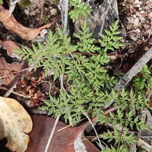 Cheilanthes austrotenuifolia at Beechworth, VIC - 21 Apr 2025 by KylieWaldon
