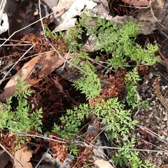 Cheilanthes austrotenuifolia at Beechworth, VIC - 21 Apr 2025 10:25 AM