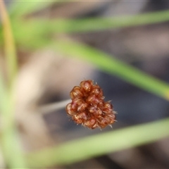 Luzula sp. (Woodrush) at Beechworth, VIC - 21 Apr 2025 by KylieWaldon