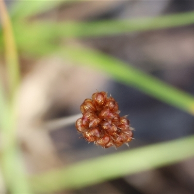 Luzula sp. (Woodrush) at Beechworth, VIC - 21 Apr 2025 by KylieWaldon