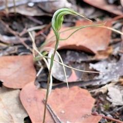 Diplodium ampliatum by KylieWaldon