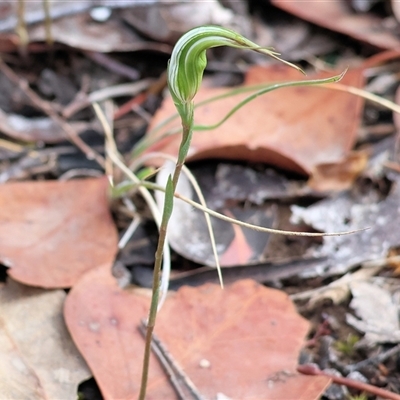 Diplodium ampliatum by KylieWaldon