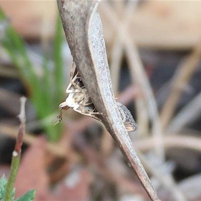 Nacoleia (genus) (A Crambid moth (Spilomelinae) at Beechworth, VIC - 21 Apr 2025 by KylieWaldon