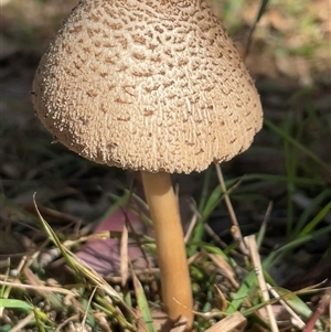 Chlorophyllum/Macrolepiota sp. (genus) at Googong, NSW - 4 May 2025 by Clarel