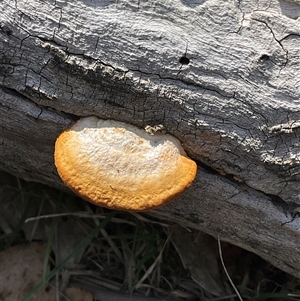 Unverified Underside smooth or wrinkled/roughened <Stereum etc> at Aranda, ACT - Yesterday by Jennybach