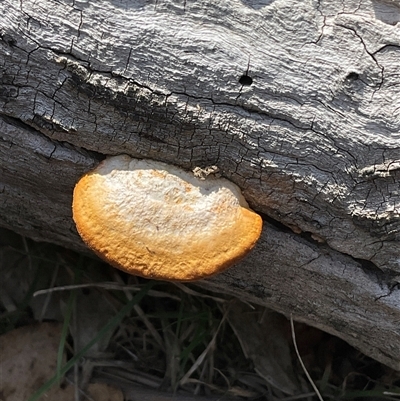 Unverified Underside smooth or wrinkled/roughened <Stereum etc> at Aranda, ACT - Today by Jennybach