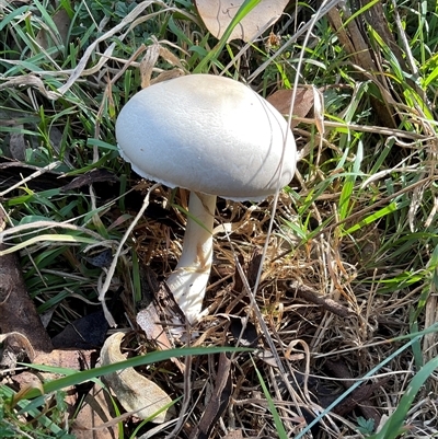 Unverified Cap on a stem; gills below cap [mushrooms or mushroom-like] at Macquarie, ACT - Today by Jennybach