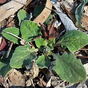 Cymbonotus sp. (preissianus or lawsonianus) (Bears Ears) at Aranda, ACT - Today by Jennybach