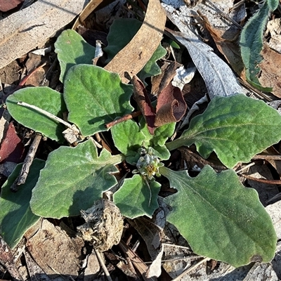 Cymbonotus sp. (preissianus or lawsonianus) at Aranda, ACT - Today by Jennybach