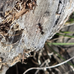 Papyrius sp. (genus) (A Coconut Ant) at Symonston, ACT - 4 May 2025 by Mike