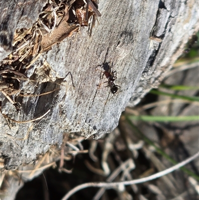 Papyrius sp. (genus) at Symonston, ACT - Yesterday by Mike